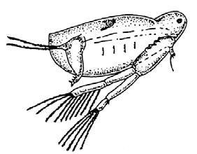 OVERVIEW OF A TRICKLING FILTER Crustaceans, like the Diaphanosoma Crustacean, are multi-celled organisms with a shell-like covering. They typically have swimming feet or other appendages.