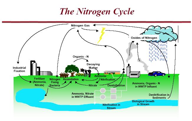 OVERVIEW OF A TRICKLING FILTER Organic-Nitrogen Organic-Nitrogen in domestic wastewaters comes primarily from urea and proteinaceous matter.