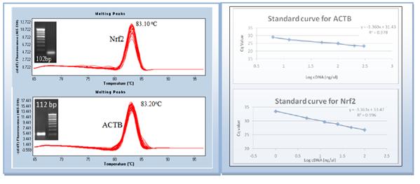 36 Figure: 2S Melt Curve Analysis and Amplification Curves of Nfr2 and ACTB 37 38 39 40 41 42 43 44 45 46 47 48 49 50 51 52 53 54 55 56 57 58 59 ii) Melt Curve Analysis and Amplification curve of