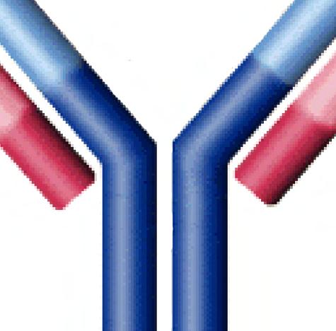 TWO ISOTYPES Overview Definitions: Isotype - the class of an antibody light or heavy chain.