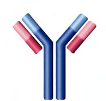 The J-chain ( J stands for joining) connects monomers to form dimers and pentamers. J-chains are produced by B cells and plasma cells.