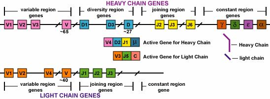 FOUR DIVERSITY. Formation of heavy and light chain variable regions Bone marrow is the site where developing B-cells assemble variable region genes.