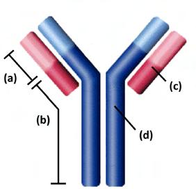 ONE GENERAL STRUCTURE QUICK REVIEW Think Fast! Answer these quick questions before you move on.... An antibody: a. avoids antigen contact. b. has one disulfide bond. c. has only two polypeptide chains.