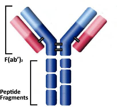 As a result of using either, the protein-based antibodies can be broken into fragments.