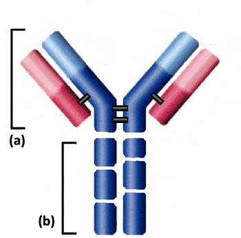 ONE GENERAL STRUCTURE QUICK REVIEW Think Fast! Answer these quick questions before you move on.... Proteolysis of an antibody is when a. an enzyme fragments an antibody. b. its disulfide bonds split.