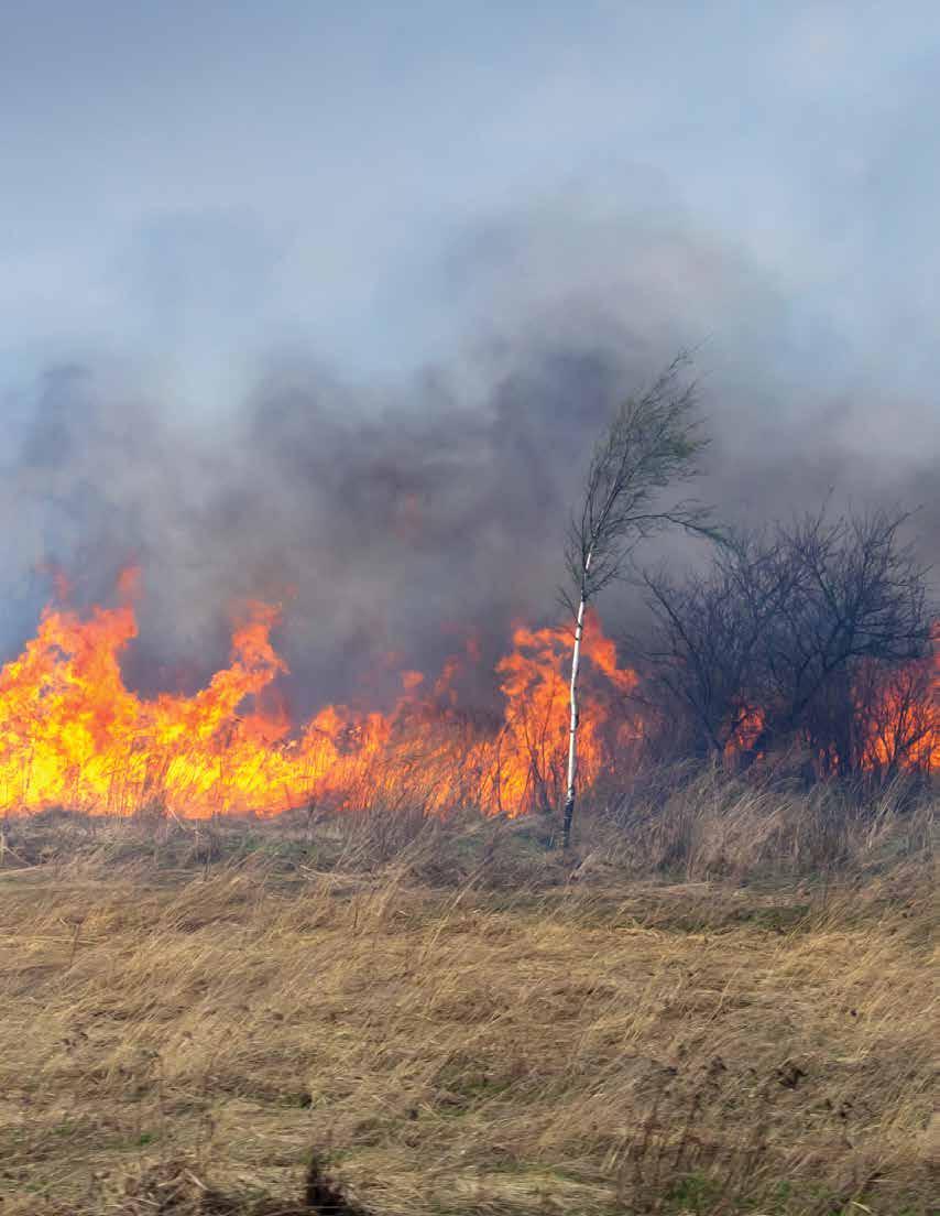 A Burning Issue: Cheatgrass fuels rangeland fires.