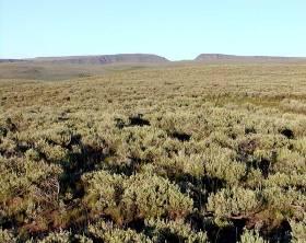 Are Wyoming Plant Communities