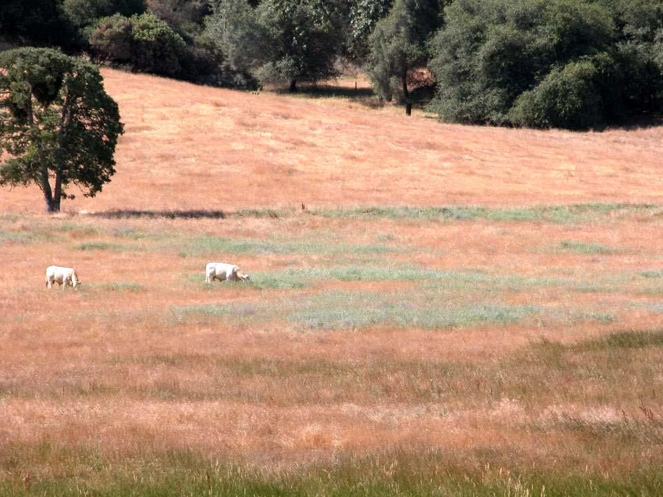California: complete conversion of native perennial bunchgrass