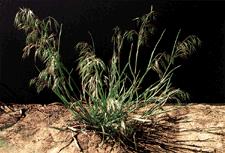 Cheatgrass Reproduction Up to