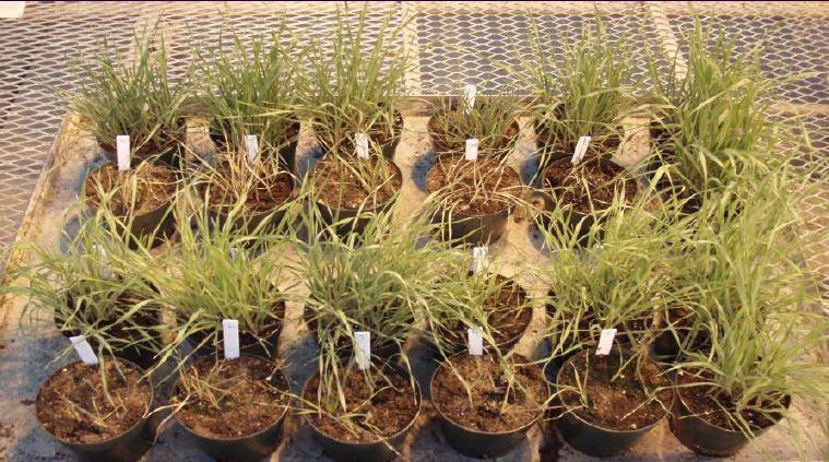 Cross Resistance to ALS herbicides - Kansas - Resistant Cheatgrass Susceptible Cheatgrass Resistant J.