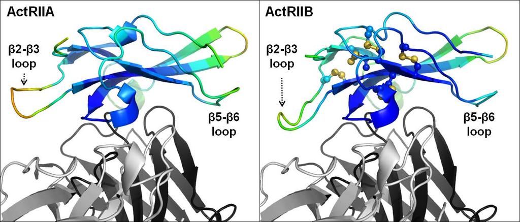 SI Figure S3 Close-up view of the Bimagrumab-bound ActRII-LBD shown in ribbon representation and colorcoded according to temperature factors. Left panel: ActRIIA-LBD complex.
