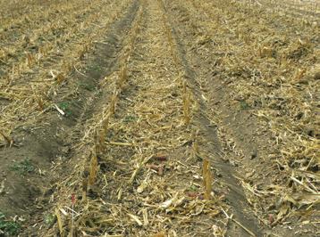 Loss of nutrients nd soil crbon cn hve n impct on the long -term productivity of field, requiring incresed fertilizer costs; therefore, mix of residue mngement options is recommended.