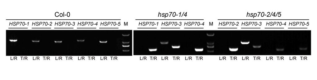 38 39 40 41 42 43 Fig. S3 Genotype identification of hsp70-1/4 and hsp70-2/4/5 mutants. Genomic DNA was used as a template for genotyping PCR.