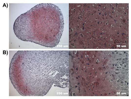 Figure 4-6. (A) Safranin O staining of M1-MDSC-BMP4 pellets cultured in CM supplemented with TGF-β1 for 14 days and (B) 21