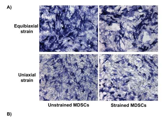 uniaxial strain. Quantification of ALP enzymatic activity also did not show any statistically significant differences between unstrained and strained cells (Figure 5-6B).