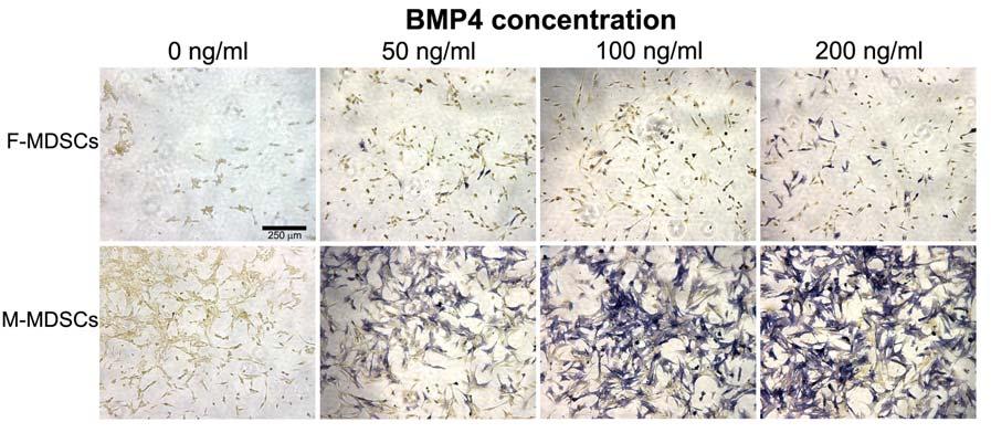 2.3 RESULTS 2.3.1 BMP4 stimulation of F- and M-MDSCs leads to the expression of osteogenic markers Using a modified preplate technique (51), 6 male and 6 female populations of MDSCs were isolated