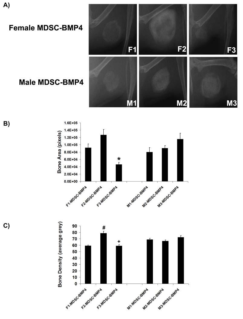 Figure 2-7. M-MDSC-BMP4 cells lead to a more consistent and denser ectopic bone formation than F-MDSC-BMP4 cells.