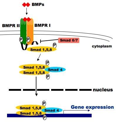 Figure 3-1. Schematic of Smad signaling. 3.1.2 Alternate pathways for BMP signaling In addition to the Smad pathway, other pathways have been identified for BMP signaling.