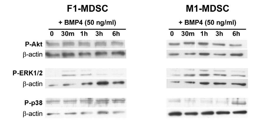 3.3.3 Activation of non-smad pathways To determine if BMP4 activates pathways other than the Smad pathway, the lysates used for the phospho-smad western were also used to detect the phosphorylation