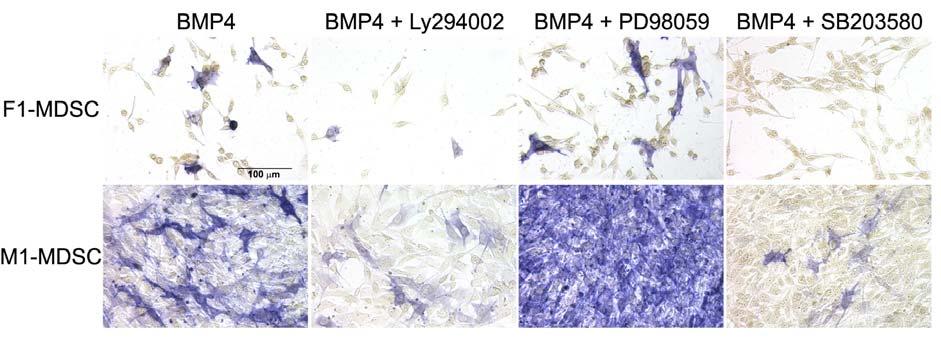 SB203580 led to a decrease in ALP staining when compared to cells having received BMP4 only, as was previously seen with the ALP activity.