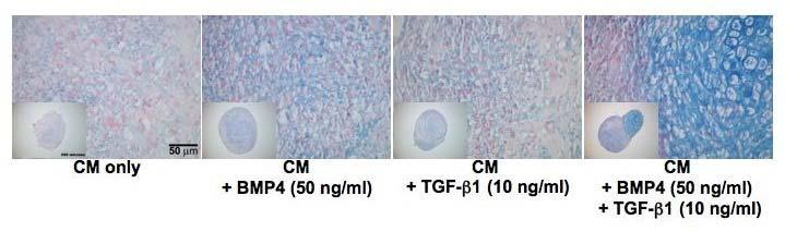 investigation of the effect of TGF-β1 on the BMP4-induced chondrogenic differentiation of MDSCs. Figure 4-1. Effect of growth factors on the chondrogenesis of MDSC pellets.