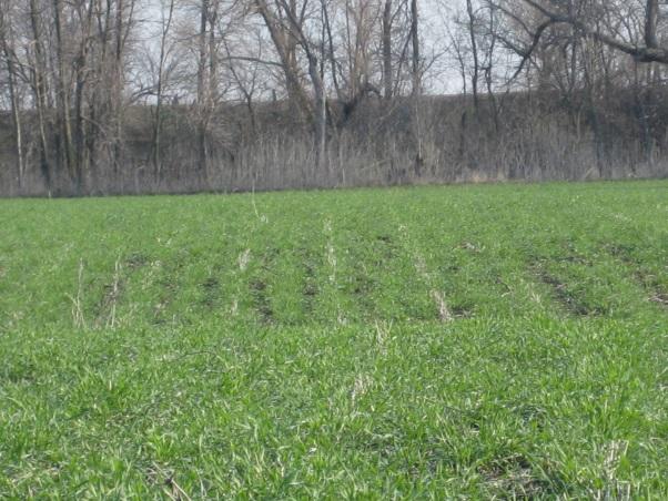 POTENTIAL RISKS OF COVER CROPS Increased management Establishment Water use Nutrient use