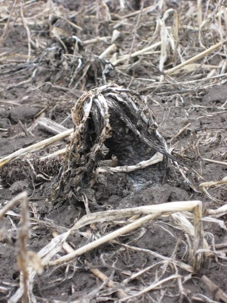 COVER CROPS AND SOIL HEALTH Cover