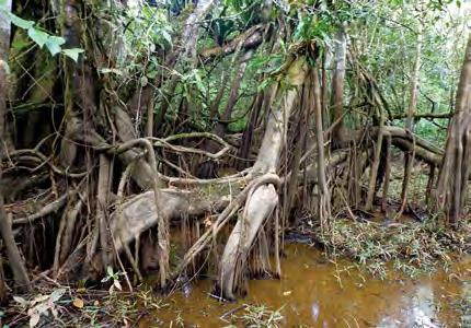 throughout the mangrove habitat cause saline or brackish coastal wetland environments that often consist of anoxic