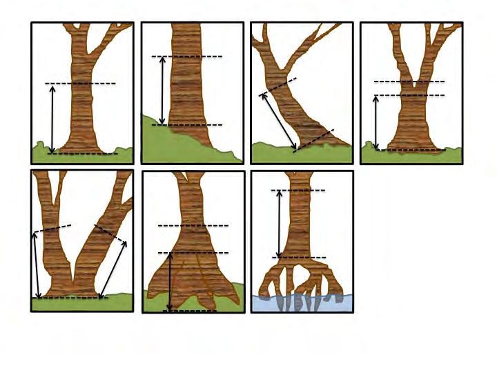 For stilt rooted species (e.g., Rhizophora spp.), stem diameter is often measured starting above the highest stilt (Fig 4.4G).