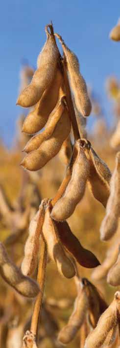LEADING IN THE FIELD FOCUSING ON NEEDS AND CREATING VALUE Becker Underwood is the global leader in the research, development and production of yield-enhancing legume inoculants, biologicals and seed