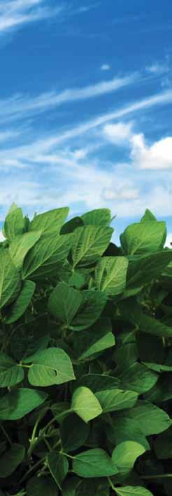 SOYBEANS Discover Lost Yield Potential VAULT HP plus INTEGRAL with Triple BioStacked Technology! Three-way, multi-component growth-enhancing system.