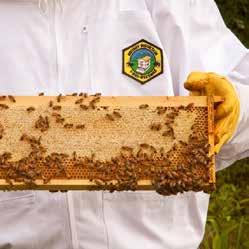 HONEYBEES In 2009, as part of an effort to show how an industrial enterprise can co-exist with the agricultural & farming community and positively contribute to both, Mannington s New Jersey