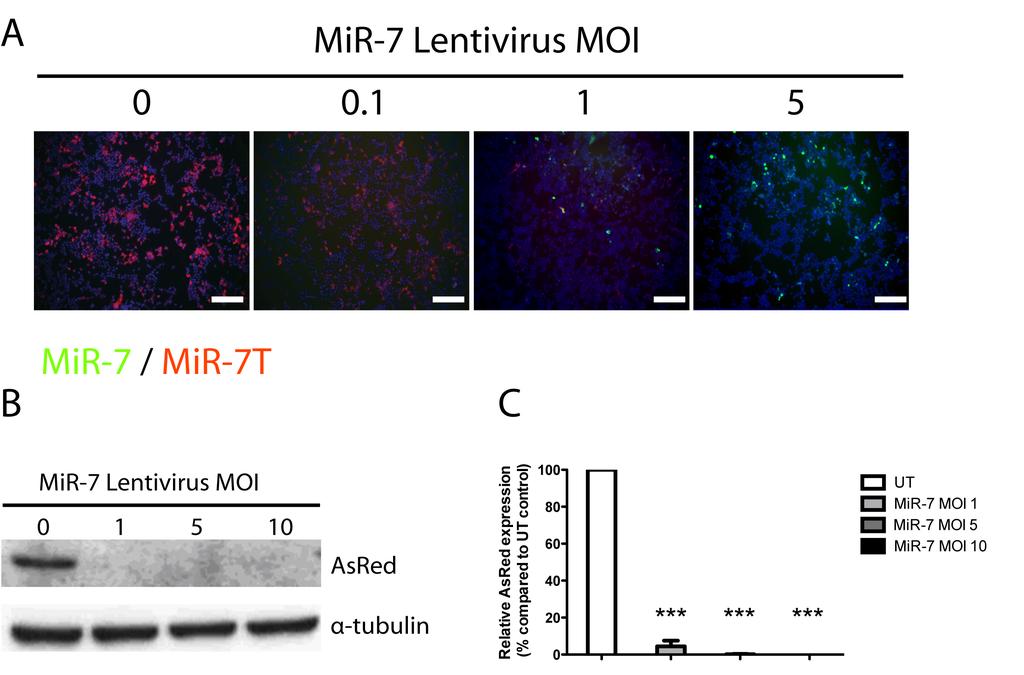 Figure S5 Knockdown of MiR-7T-AsRed expression by mir-7-gfp A HEK293T cells were co-transduced with mir-7t-asred (MOI 2) and mir-7gfp (MOIs 0, 0.