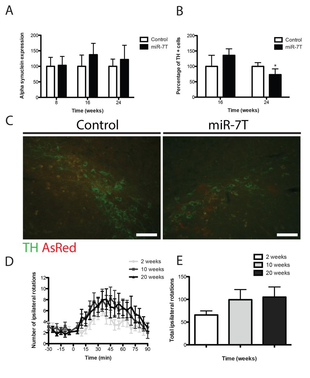 Figure S9 α-synuclein and TH quantification 16 and 24 weeks post-surgery after single site injection of the mir-7t-asred lentiviral vector A Mean levels of α-synuclein expression after single site