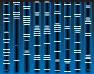 human genome ian.umces.edu Next-generation methods (high-throughput sequencing): e.g., Illumina (Solexa) sequencing e.