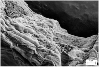 Papir Nanocelulozanaravno sintetizirana v lesu: sestavljena iz nanovlaken širine manj kot 20 nm: izboljšane mehanske, bariernein optične lastnosti