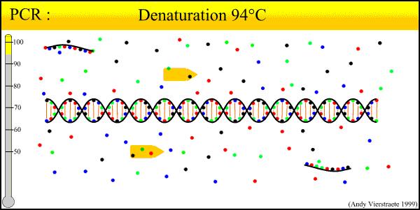 Steps of Rt-PCR 2.