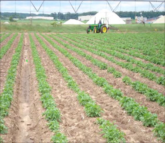 Non-Fumigant Nematicides: Oxamyl (Vydate) and ethoprop (Mocap) are the most commonly used non-fumigant potato nematicides. Oxamyl is a organo-carbamate and ethoprop a organophosphate.
