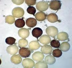 Nematode Types: Plant parasitic nematodes feed as sedentary endoparasites, migratory endoparasites or ectoparasites.