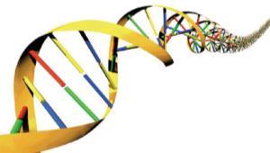 Name: Hour: From Gene to Protein Transcription and Translation Introduction: In this activity you will learn how the genes in our DNA influence our characteristics.