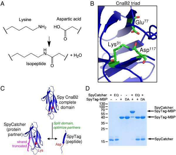 SpyCatcher-SpyTag is a molecular adaptor capable of selective and
