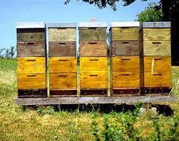Bee Keeping Hives kept in organically fields or wild natural areas Bee hive made of natural materials Persistent materials not be used in beehives Wing clipping is not allowed Veterinary medicine