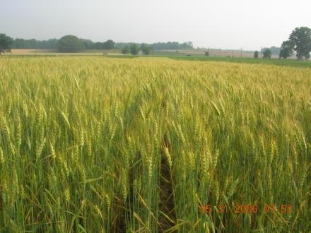 Corn-rye-Soybean-Wheat/Soybean