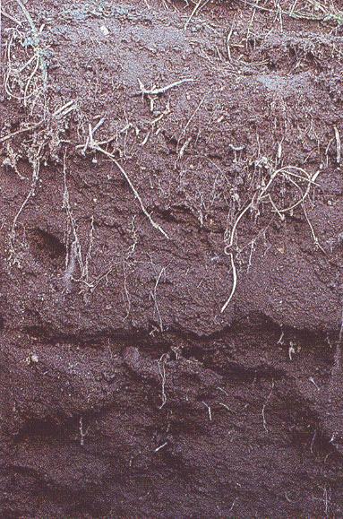 soils Need to include diverse cropping systems in