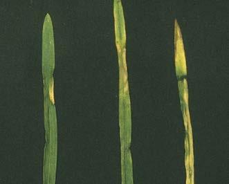 club roots (similar to nematode damage) small leaves, short thick