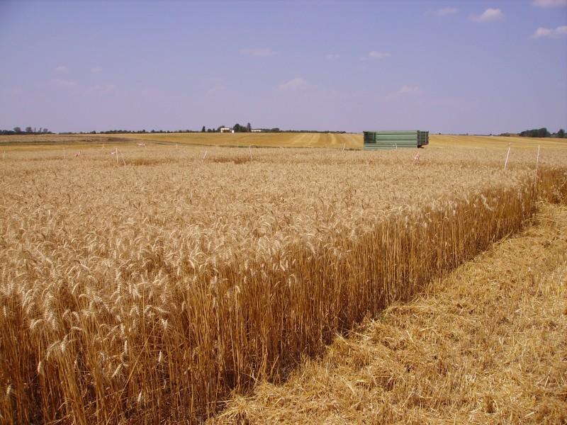 11 Biomass resources alternatives What s in a hectare of wheat?