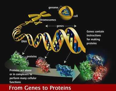 Genomics 101: DNA, Genes and Genomes Source: