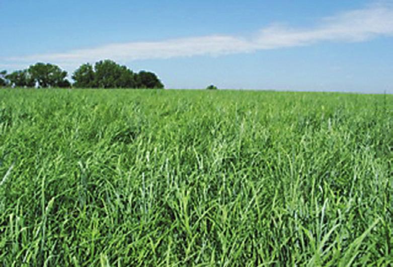 Long-term plot trials and farm-scale studies in the Great Plains and plot trials in the Great Plains, Midwest, South, and Southeast indicate switchgrass is productive, protective of the environment,