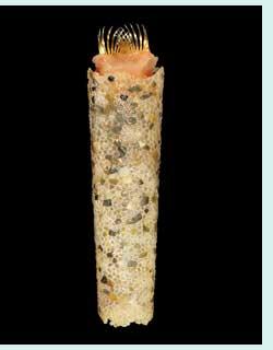 GAMs: patch-scale modeling results Example: trumpet worm (Pectinaria gouldii) Sms.si.edu Linear term Estimate SE t-value p Day of year (d) -0.00003 0.00002-1.