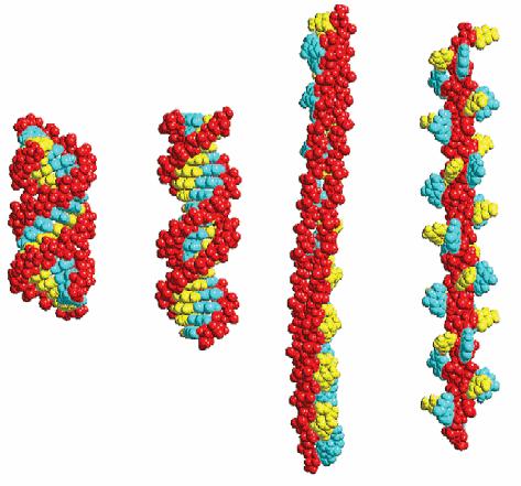 DNA conformation Canonical and mechanically distorted forms of helical DNA (from left to right: A-DNA, B-DNA, overstretched S-DNA,32 overtwisted P-DNA33).